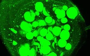 Cover image of The new generation of microscopic robots 